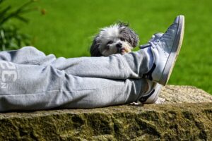 descansar correr mascota